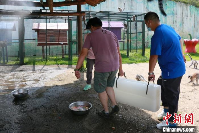 疫情下的动物园：闭园不停工动物度夏有“凉方”